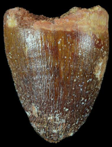 Cretaceous Fossil Crocodile Tooth - Morocco #50279